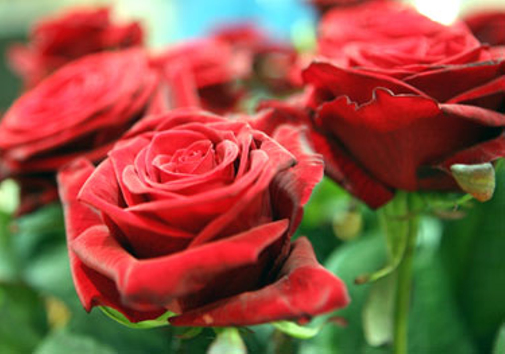 Кустарниковые розы для вашего сада